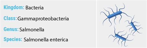 Salmonella enterica - Quip Labs