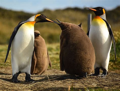 Emperor Penguin Facts - WorldAtlas