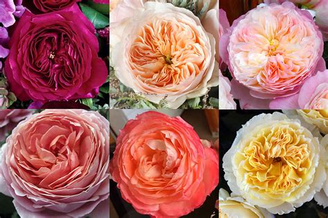 For Color Trends, Look to Garden Roses