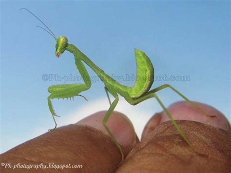 Baby Praying Mantis | Nature, Cultural, and Travel Photography Blog