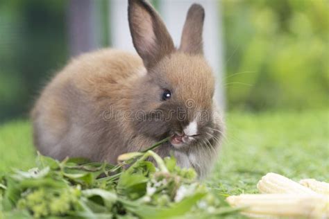 Adorable Baby Rabbit Bunny Brown Eating Fresh Vegetable and Timothy Grass while Sitting on Green ...