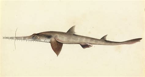 Longnose Sawshark