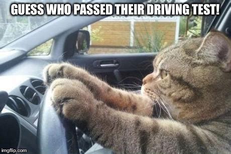 Cat Driving 1 - Imgflip