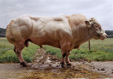 Bull born without myostatin: the genetics behind its bulky muscles