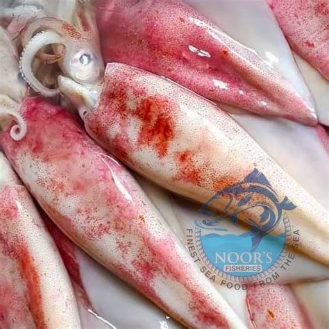 Squid / Calamari ( Shishi ) – Noor's Fisheries