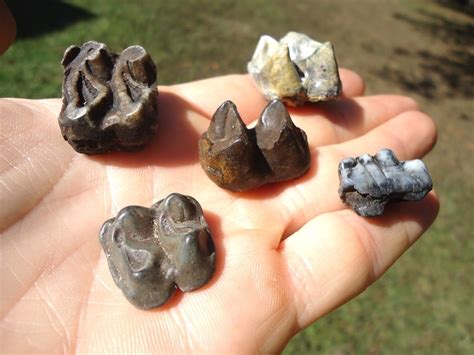 Five Choice Quality Tapir Teeth | Recently Sold | FOSSILS | Prehistoric ...