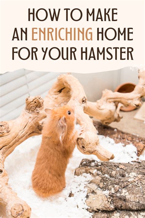 Hamster cage setup make an enriching home for your pet – Artofit