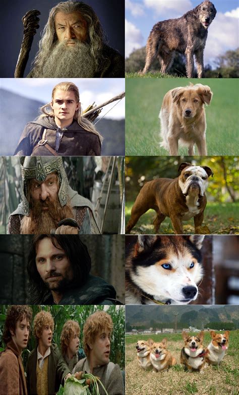 Lord of The Rings: Fellowship of the Dogs - Imgur Lotr Characters, Film Manga, Frodo, Jrr ...