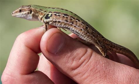 The Last Word On Nothing | Guest Post: The Lizards of Hastings-on-Hudson