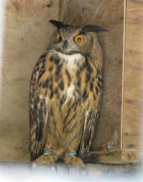 Heaven's Corner Eurasia Eagle Owl | Largest owl species in t… | Flickr