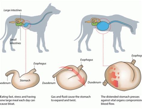 Gastric Dilatation and Volvulus – Collie Health Foundation | Akc, Canine health, American german ...