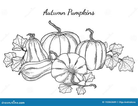 Black and White Pumpkins Vector Illustration. Hand Drawn Vintage Autumn ...