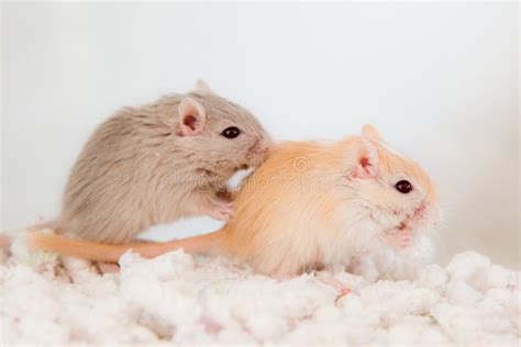 Two Cute Mouse in Love Domestic Gerbil (Gerbillinae) Stock Photo ...