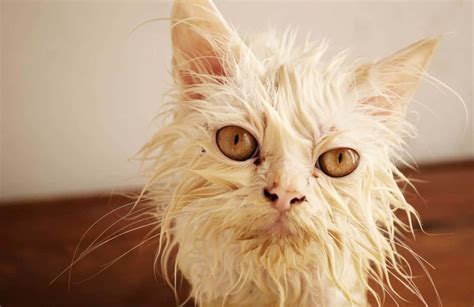 Download A White Cat With Wet Hair | Wallpapers.com