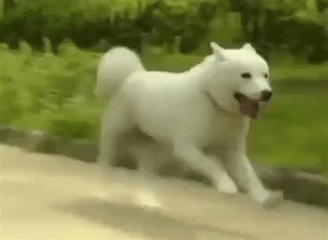 Dog Running GIF - Dog Running Coming - Discover & Share GIFs