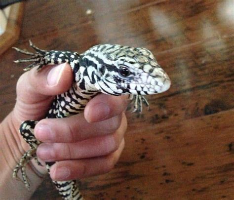 Argentine Vs Columbian Tegu : The argentine black and white tegu ...