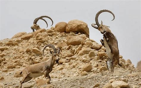 At Ein Gedi, male ibexes lock horns for females' attention | The Times of Israel