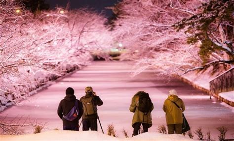 Aomori's Stunning Winter "Cherry Blossoms" | All About Japan