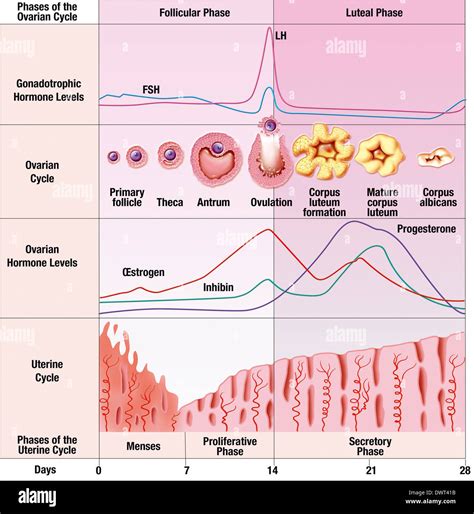 Menstrual cycle, drawing Stock Photo: 67527527 - Alamy