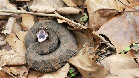 Cómo identificar una serpiente boca de algodón bebé (16 fotos útiles) | Animalesis