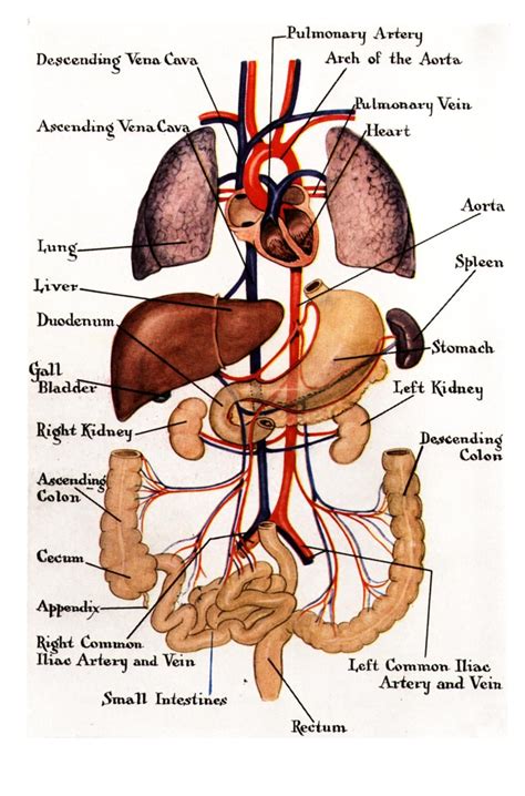 Chart Of Organs In Female Body
