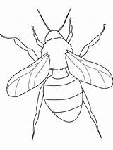 Print Insect Outline coloring Page  Download Or Color Online sketch template