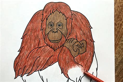 Jungle Animal Coloring Pages Pdf : Jungle Elephant Samanthasbell Age ...