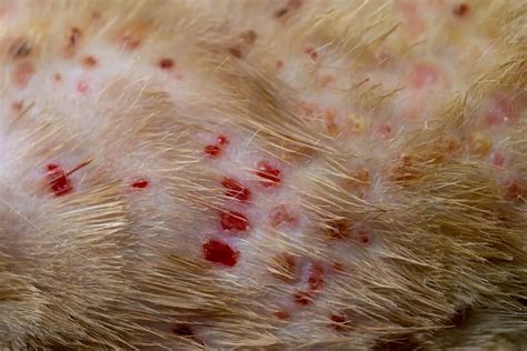 Yes, Cats Can Get Acne on Their Chins · Falls Village Vet Hospital