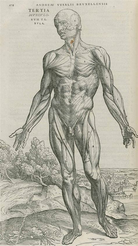 Dream Anatomy: Gallery: Andreas Vesalius: De Humani Corporis Fabrica...