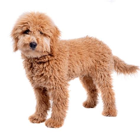 Mini Goldendoodles - Breed Information and Guide - SpiritDog Training