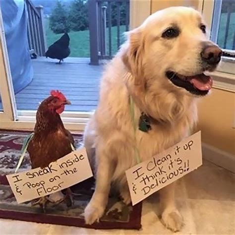 45 Funny Chicken Shaming Pictures | You have probably alread… | Flickr