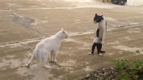 CATS TALKING TO EACH OTHER | SO FUNNY! - YouTube