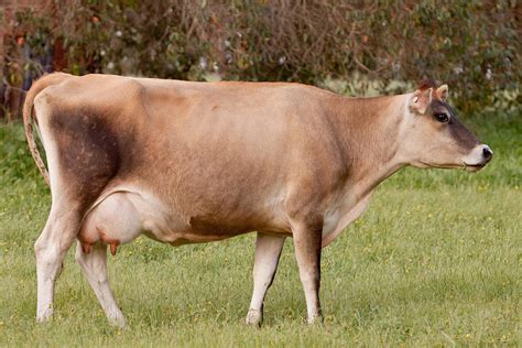 Jersey Cows Characteristics at Earlene Fouche blog