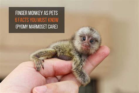 Made To Order Monkey Gifts Marmoset Monkey Miniature | ubicaciondepersonas.cdmx.gob.mx