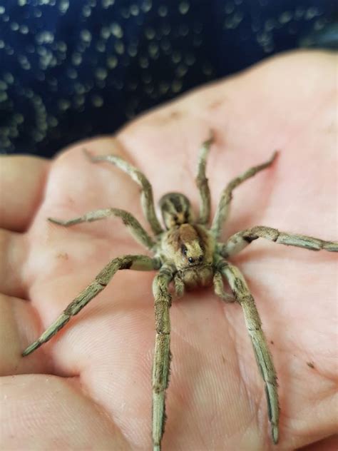 The largest wolf spider I've ever seen : r/spiders