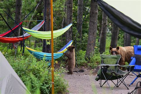 Bears Entered Our Campsite in Glacier National Park - Many Glacier Campground : r/camping