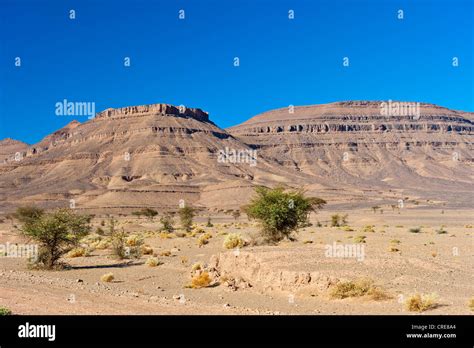 Acacias and thorny plants in a dry rocky desert with table mountains, Draa Valley, southern ...