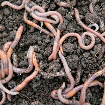 5 Things your Soil Needs Now - North Haven Gardens