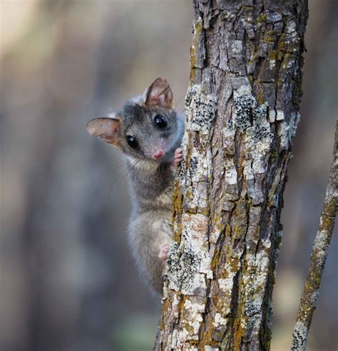 Rare phascogales restored to central Australia - AWC - Australian ...