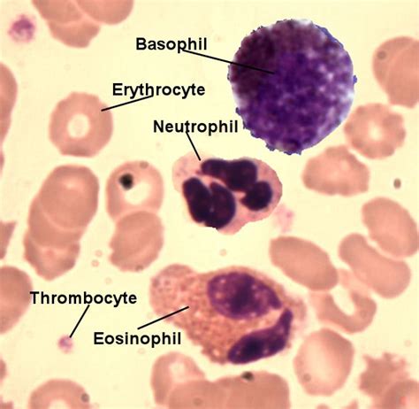 Basophil Histology.