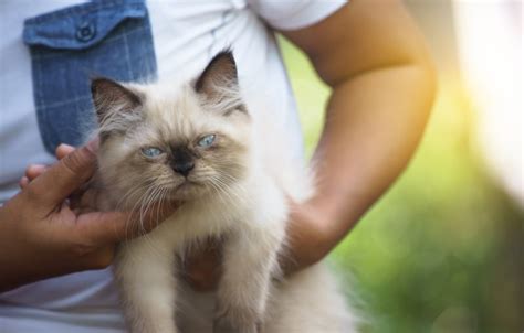 Himalayan Cat Health Problems: 6 Vet-Reviewed Issues - Catster