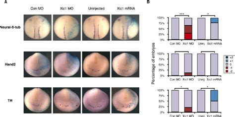 p27Xic knock-down by morpholino injection inhibits neurogenesis Xenopus... | Download Scientific ...