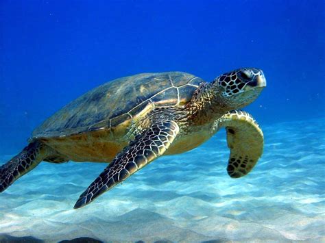 Sea Turtles Wallpapers - Wallpaper Cave