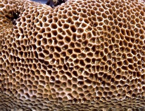 a close up view of some very pretty looking coral