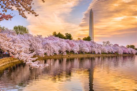 Cherry Blossom Season Washington Dc 2024 Map - Kimmi Merline