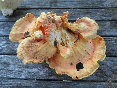 Laetiporus sulphureus: The Ultimate Mushroom Guide + 3 Recipes