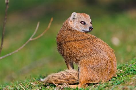 Yellow mongoose looking back | I like taking mongoose pictur… | Flickr