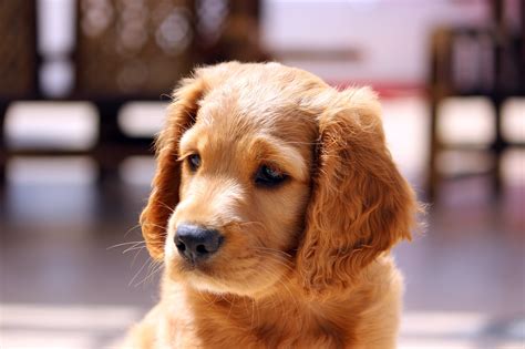 Free Images : puppy, animal, pet, nose, golden retriever, vertebrate, dog breed, dog like mammal ...