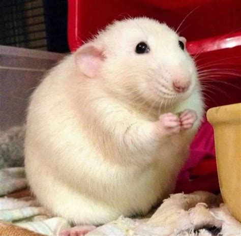 Pin by April arrianna on fluffy | Cute rats, Cute hamsters, Dumbo rat