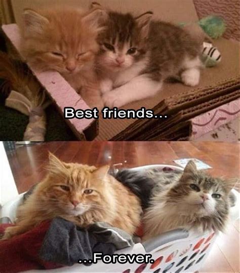 Best friends… Forever… | Cute animals, Cute funny animals, Funny animal ...